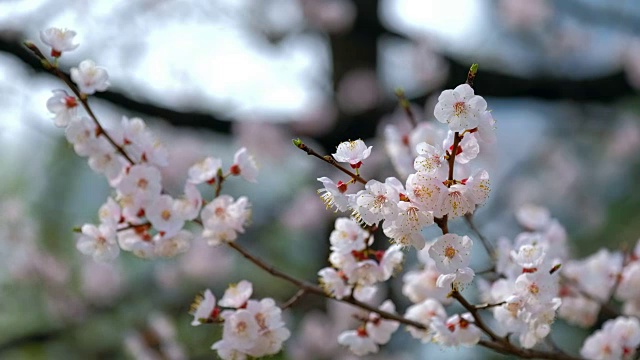 樱花盛开视频素材