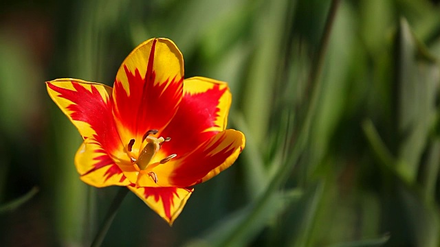 郁金香花夏季花园视频素材