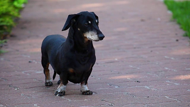 腊肠犬夏日花园视频素材