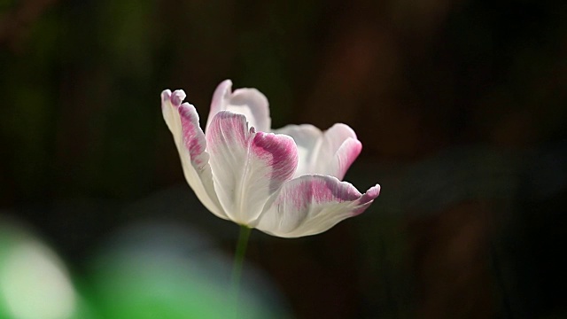 郁金香花夏季花园视频素材