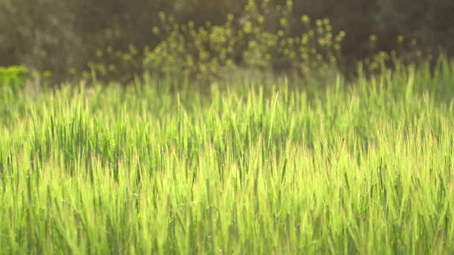 麦田细节-早春的小小麦视频素材