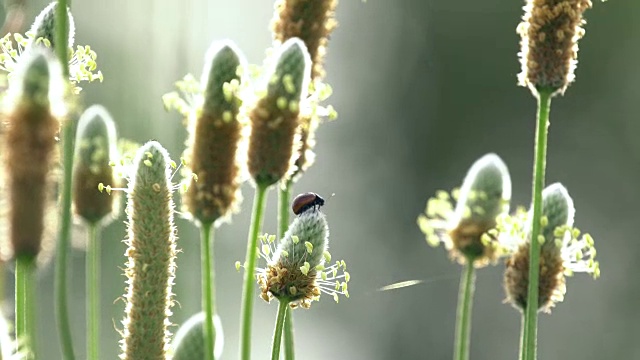 车前草在开花近景视频素材