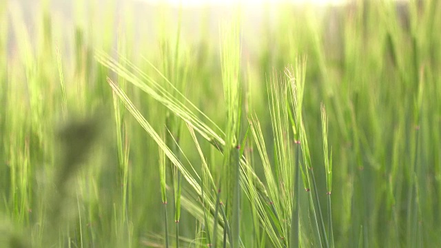 麦田细节-早春的小小麦视频素材