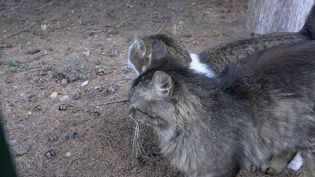 无家可归的灰猫一起在公园散步视频素材