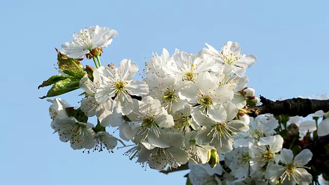 春天盛开的樱花和蔚蓝的天空视频素材