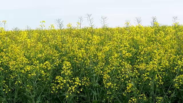 油菜田(甘蓝型油菜)。植物用于植物油、绿色能源和生物柴油。视频素材