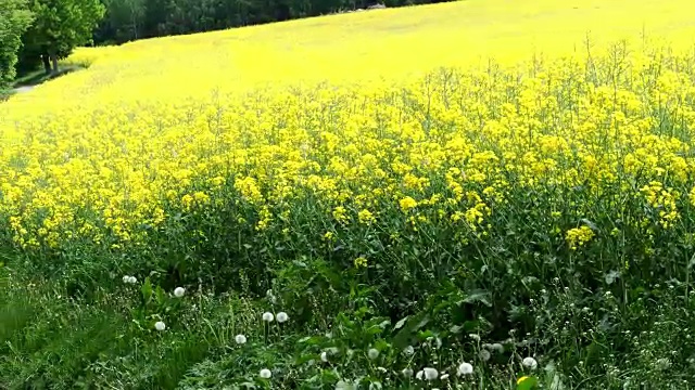 油菜田(甘蓝型油菜)。植物用于植物油、绿色能源和生物柴油。视频素材