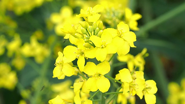 黄花油菜生长。油菜花近了。视频素材