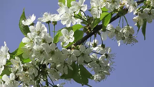 春天盛开的樱花和蔚蓝的天空视频素材