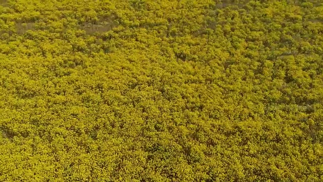 春天的花朵特写镜头视频素材