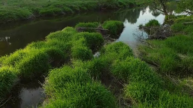 河绿色植物视频素材