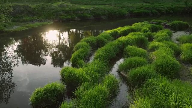 河绿色植物视频素材