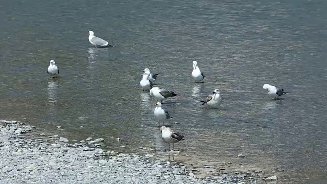 河里有许多海鸥视频素材