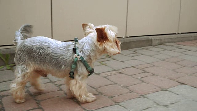 约克郡犬。那条狗在追赶女主人视频素材