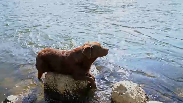 一只拉布拉多犬躺在河边的一块岩石上视频素材