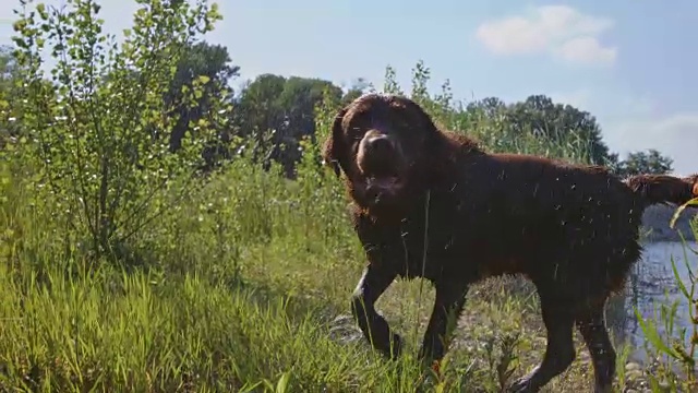 SLO MO拉布拉多犬在河边摇水视频素材