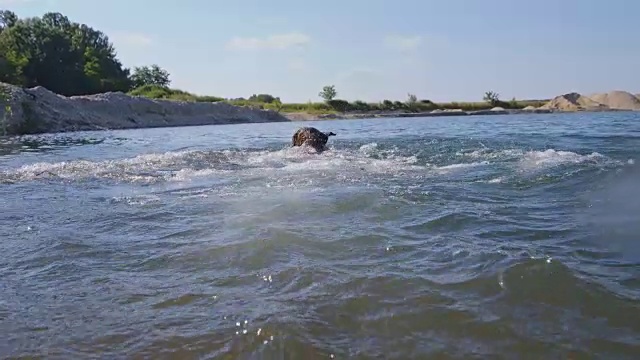 SLO MO拉布拉多犬跳进河里视频素材