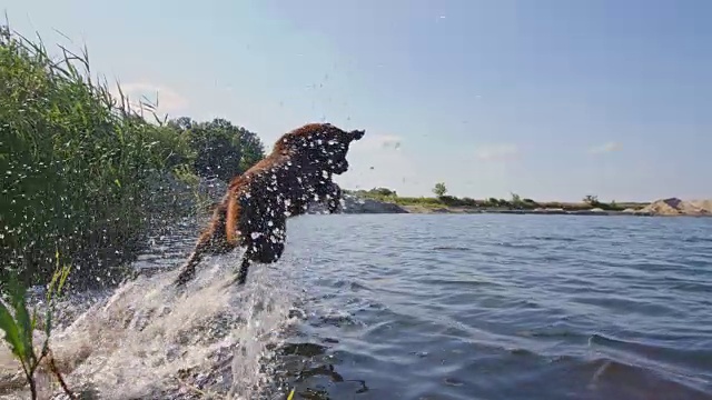 SLO MO拉布拉多犬跳入水中视频素材