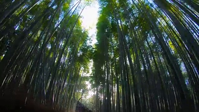 日本大阪京都岚山竹路。视频素材