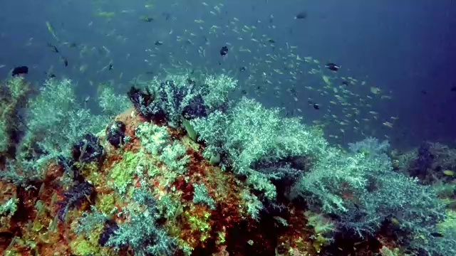 珊瑚礁上翡翠珊瑚的水下镜头视频素材