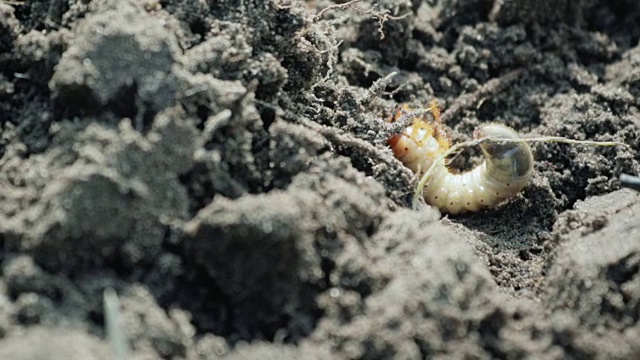 五月甲虫的幼虫躺在地上，用爪子说话，不能翻身视频素材