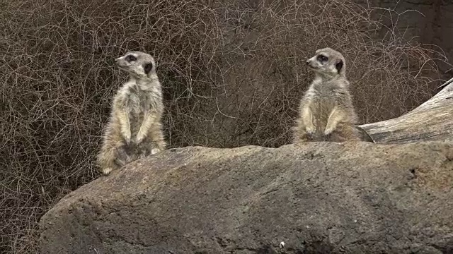 两只猫鼬动物警觉地环顾四周视频素材