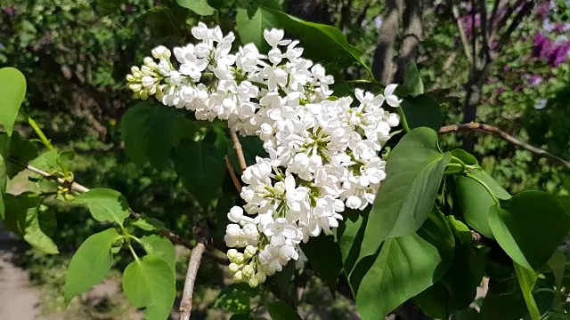 白色的淡紫色花朵视频素材