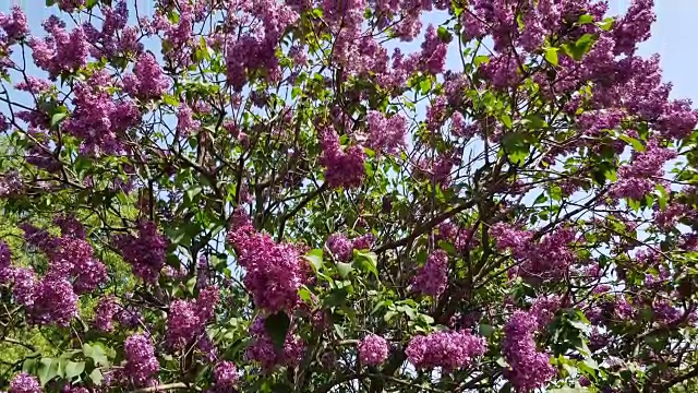 紫色的丁香花盛开视频素材