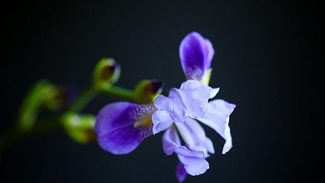 美丽的紫蝴蝶花视频素材