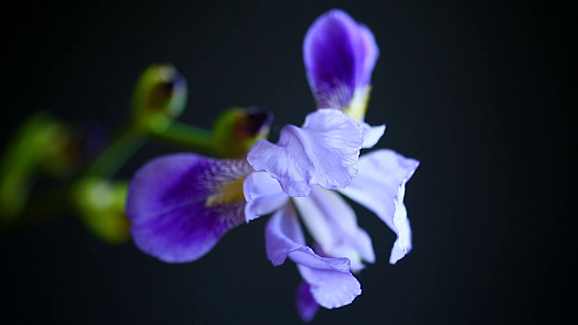 美丽的紫蝴蝶花视频素材