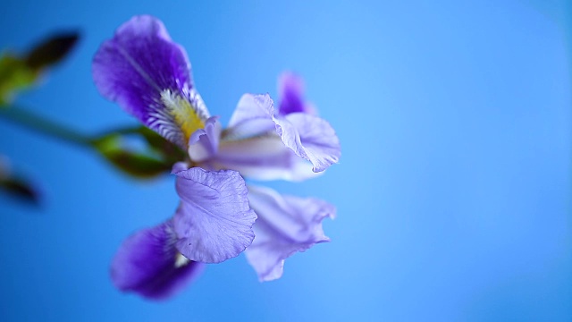 美丽的紫蝴蝶花视频素材