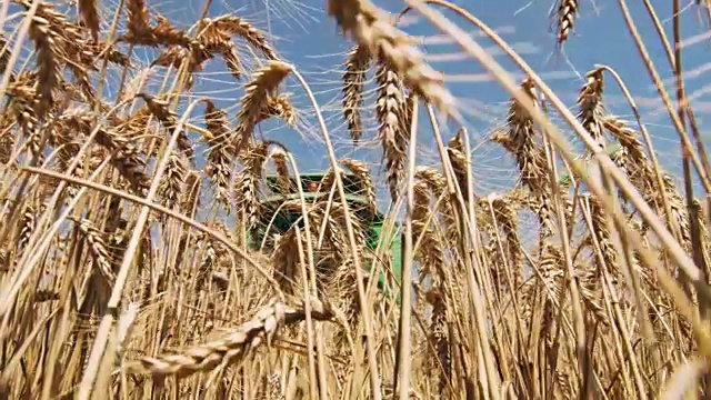 联合收割机收获阳光小麦作物，动作缓慢视频素材