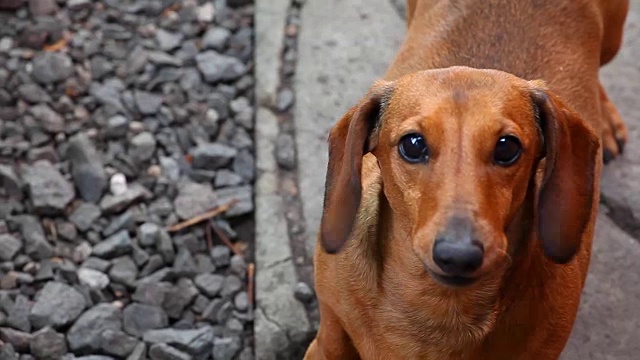 腊肠犬的春天花园视频素材