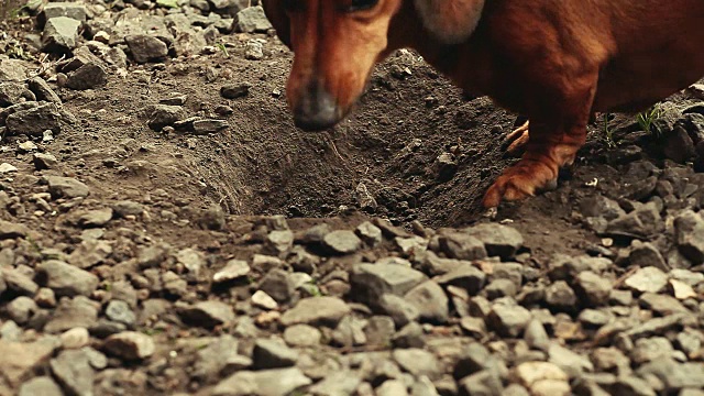 腊肠犬的春天花园视频素材