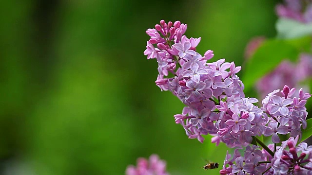 紫丁香花夏天的时间视频素材