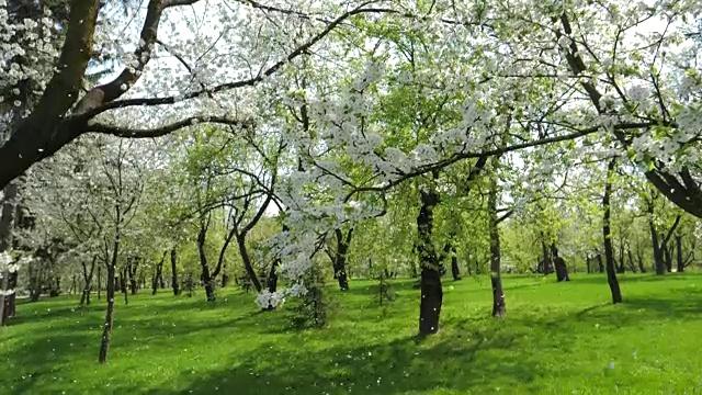 春天花园里盛开的白色苹果树缓缓飘落的花瓣视频素材