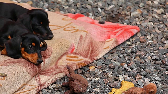 腊肠犬的春天花园视频素材