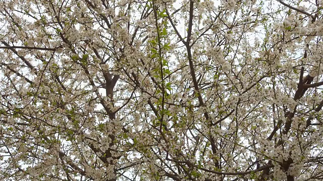 花园里盛开的美丽杏树。视频素材