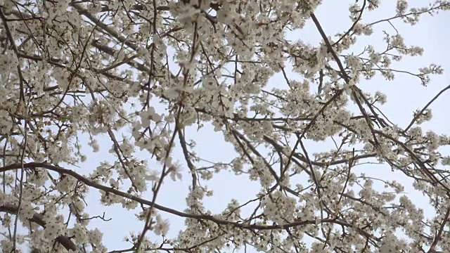 盛开的樱桃树，美丽的白色花朵。视频素材