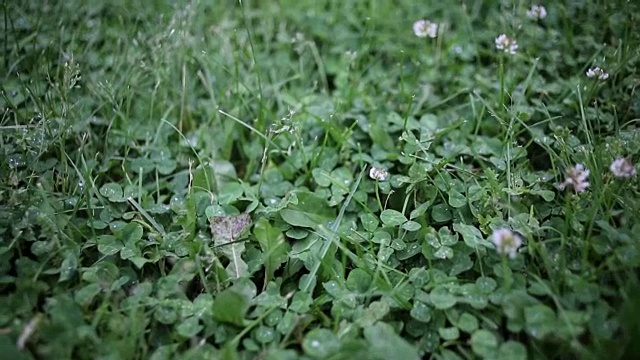 有白花和雨点的三叶草视频下载