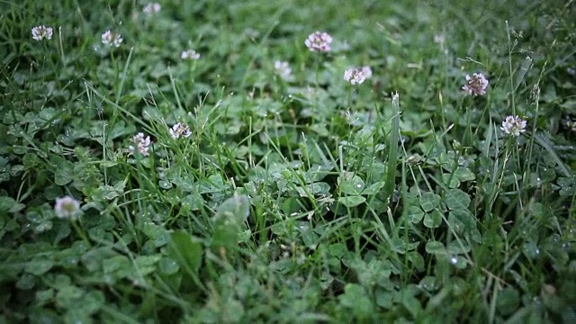 有白花和雨点的三叶草视频素材