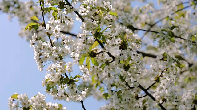 公园里盛开的白色苹果树枝在风中摇曳视频素材