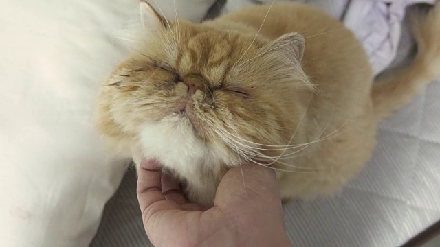 玩猫视频素材