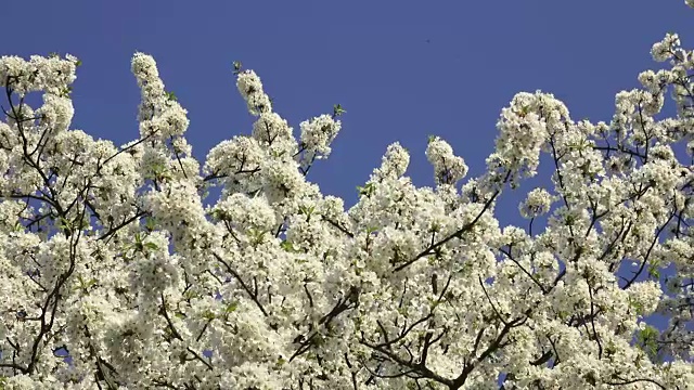 樱花，白色的花在蓝天的背景。视频素材