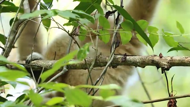 大自然中的白长臂猿视频素材