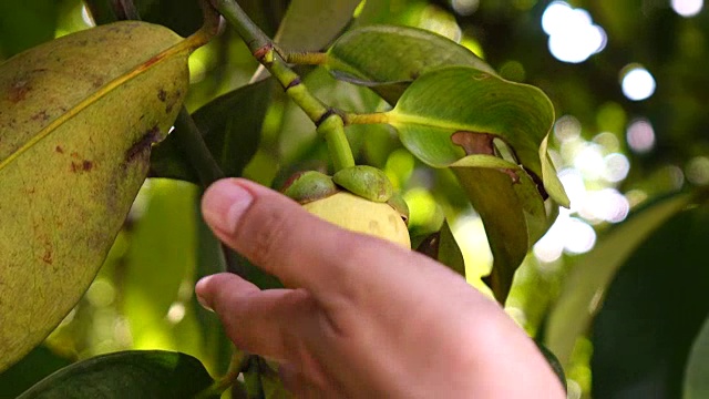 检查山竹果视频素材