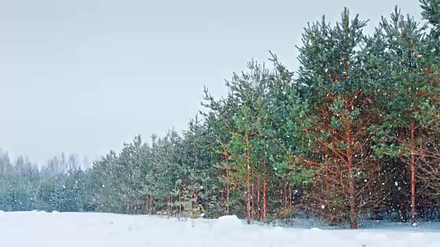 霜冻的傍晚，松树上覆盖着积雪。视频素材