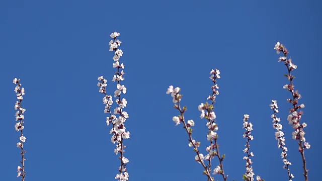 美丽的杏树枝头鲜花和清澈的蓝天。视频素材