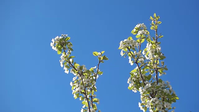 美丽的苹果树枝与鲜花和清澈的蓝天。视频素材