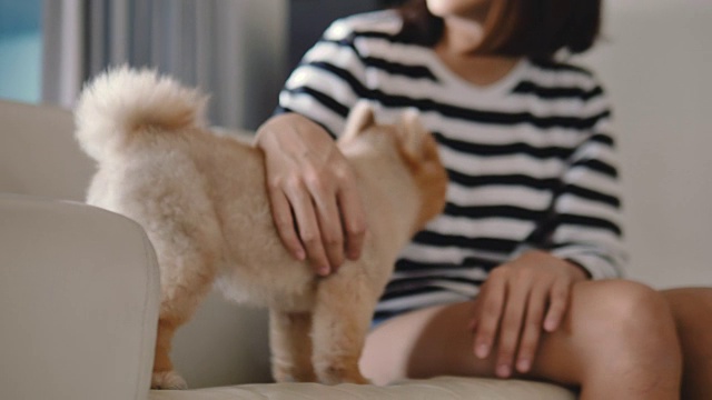 快乐的女人和她的狗在沙发上玩。视频素材